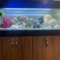 آمواریوم آبشور