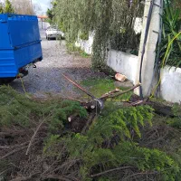 خریدار انواع درخت|خدمات باغبانی و درختکاری|چمستان, |دیوار