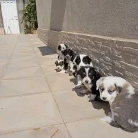 واگذاری رایگان|سگ|شاهرود, |دیوار