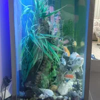 آکواریوم ماهی تمیز و سالم کرج مارلیک|ماهی|کرج, چمران|دیوار