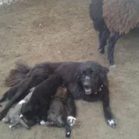 سگ قهدرجونی