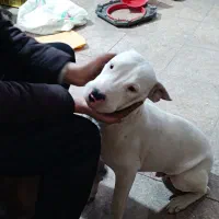 سگ نژاد داگو