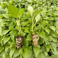 نشا گوجه بادمجان فلفل|خدمات باغبانی و درختکاری|نهاوند, |دیوار