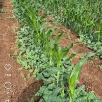 زمین-کشاورزی