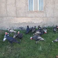 بوقلمون|حیوانات مزرعه|اردبیل, |دیوار