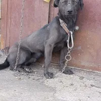 سگ نگهبان|سگ|رضویه, |دیوار