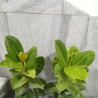 گل های زیبا و زینتی آپارتمانی