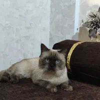 گربه سلطنتی سیامی روباهی تایلندی