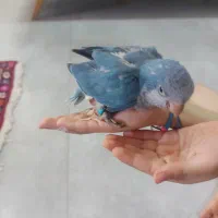 راهب آبی