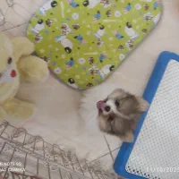 سگ پامر خرسی پاندایی|سگ|اصفهان, شهرک ولیعصر|دیوار