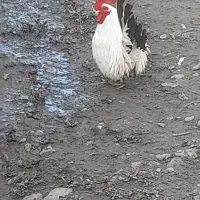 نشانی لاهیجان