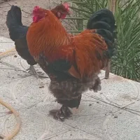 خروس برهما