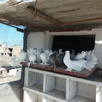 انواع‌کفتر‌دم‌چتری‌اصل‌وزیبا|پرنده|بندر ترکمن, |دیوار