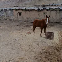 اسب|اسب و تجهیزات اسب‌سواری|مشهد, موسوی قوچانی|دیوار