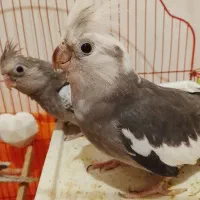 جفت عروس هلندی مولد