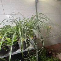 خانه گل و گیاه آنلاین و حضوری|گل و گیاه طبیعی|زرند, |دیوار