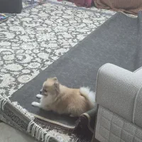 فروش سگ پامر اصل