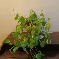 گیاه طبیعی پتوس(پیچک)