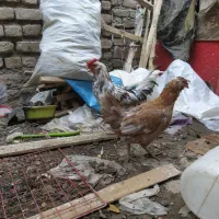 مرغ و خروس گلین|حیوانات مزرعه|مشهد, شهید شهریاری|دیوار