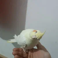 عروس هلندی دستی