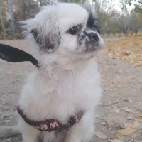 تولع سگ پنج ماه