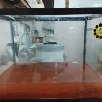 آکواریوم شیشه خم|ماهی|پاکدشت, پاکدشت (مامازند)|دیوار