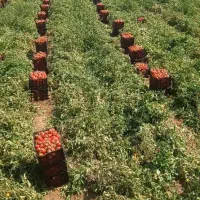 گوجه بدرو