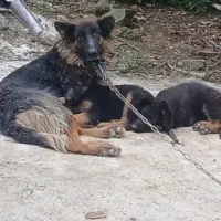 سگ ژرمن شولاین ماده