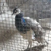 جوجه طاووس ۷ماهه|پرنده|ایرانشهر, |دیوار