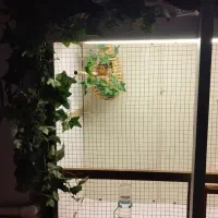 قبول واگذاری فنچ