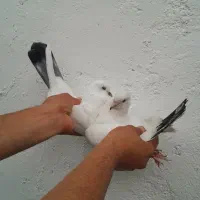 کبوتر پرشی سفید دم سیاه ۹ ساعته