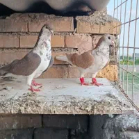 ساده الماسی افشون پشت سبز
