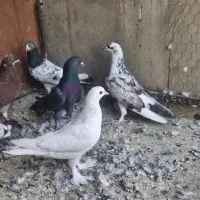 ۶عددکفتر دونه ای ۱۳۰یکجا تکی فرق میکند|پرنده|تهران, مولوی|دیوار