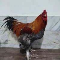 خروس برهما|حیوانات مزرعه|قم, وادی السلام|دیوار