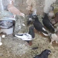 شهری وبهبهانی خوب|پرنده|شیراز, وزیرآباد|دیوار