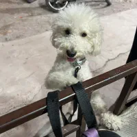 فروش پودل نر|سگ|یزد, |دیوار