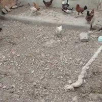 مرغ و خروس