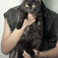 گربه اسکاتیش ( جفتگیری)