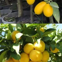 نهال اواکادو و ارقام دیگر|گل و گیاه طبیعی|ایرانشهر, |دیوار