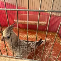 پرنده|پرنده|فراشبند, |دیوار