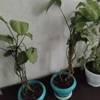 گلهای آپارتمانی|گل و گیاه طبیعی|رشت, لاکان|دیوار