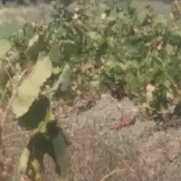 اکیپ برای چیدن میوه