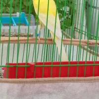 قناری سوپر مست|پرنده|خورموج, |دیوار