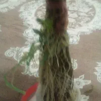 گل خرزر|گل و گیاه طبیعی|نیشابور, میدون بار|دیوار