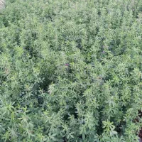 بیده خشک یونجه