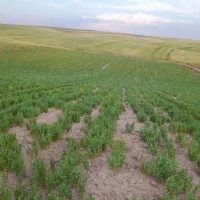 عدس تازه امسال بوجاری