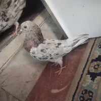 کبوتر|پرنده|قم, آزادگان|دیوار
