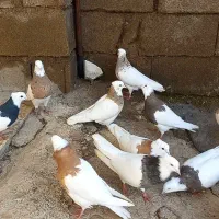 کبوتر طوقی|پرنده|جوکار, |دیوار