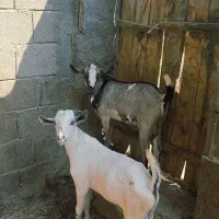 نری گوشتی ۱۲کیلو|حیوانات مزرعه|قشم, |دیوار