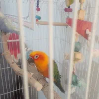 تعدادی عروس هلندی سخنگو مرغ عشق سخنگو.خطوطی خورشید|پرنده|تاکستان, |دیوار